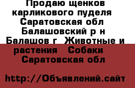 Продаю щенков карликового пуделя - Саратовская обл., Балашовский р-н, Балашов г. Животные и растения » Собаки   . Саратовская обл.